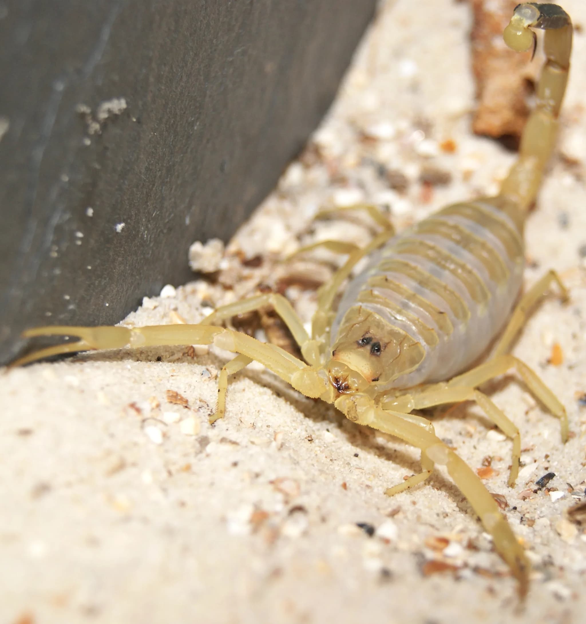 #7 Deathstalker Scorpion (Leiurus quinquestriatus) — Top 10 Most Lethal Animal Venoms on Earth Ranked by Murine LD50 Toxicity