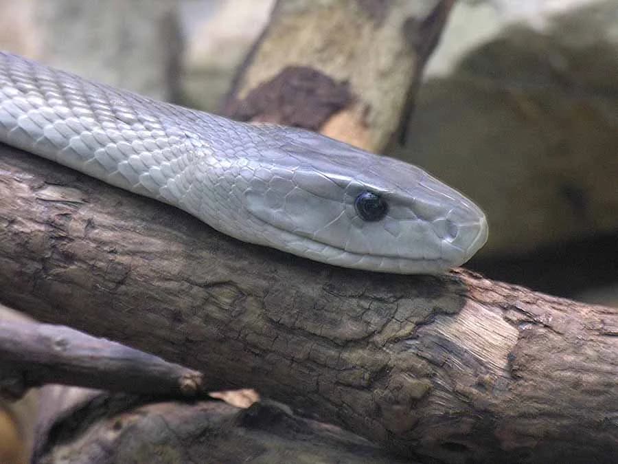 #8 Black Mamba (Dendroaspis polylepis) — Top 10 Most Lethal Animal Venoms on Earth Ranked by Murine LD50 Toxicity