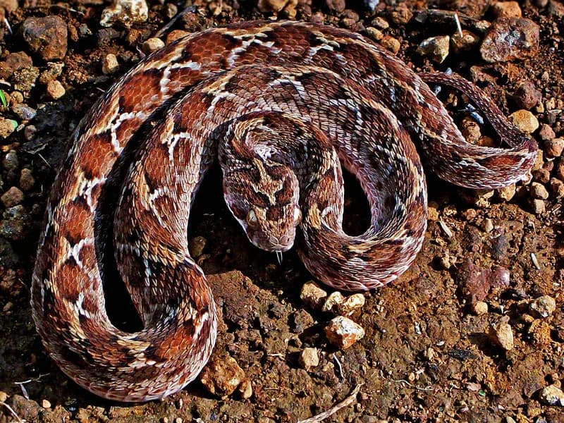 #9 Saw-Scaled Viper (Echis carinatus) — Top 10 Most Lethal Animal Venoms on Earth Ranked by Murine LD50 Toxicity