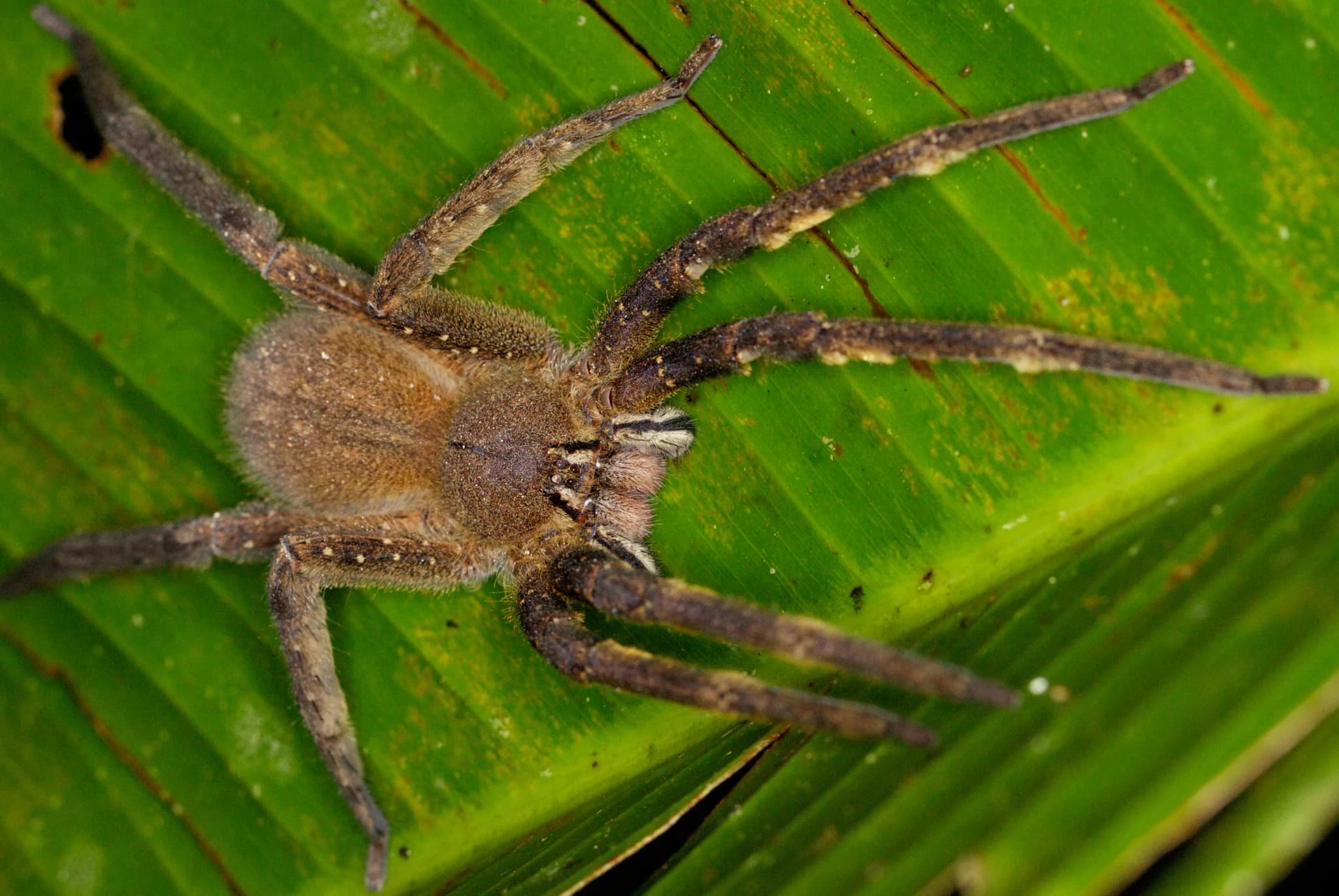 #10 Brazilian Wandering Spider (Phoneutria nigriventer) — Top 10 Most Lethal Animal Venoms on Earth Ranked by Murine LD50 Toxicity