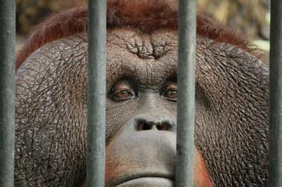 Top 10 Most Debated: Are Zoos Ethical