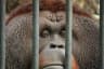 Top 10 Most Debated: Are Zoos Ethical