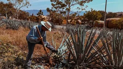 Top 10 Mezcal Brands Defining Mexico's Artisanal Agave Renaissance