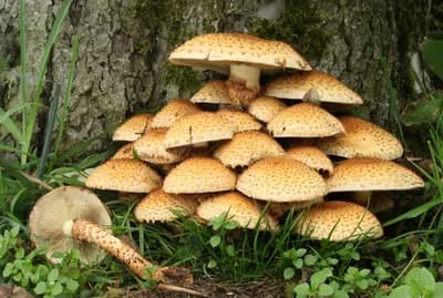 Top 10 Functional Mushrooms for Brain Health and Energy in 2026 — Health Top 10 List
