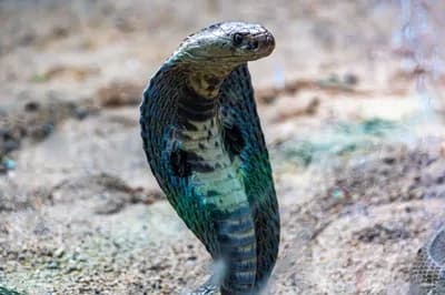 Top 10 Most Lethal Animal Venoms on Earth Ranked by Murine LD50 Toxicity — Nature Top 10 List