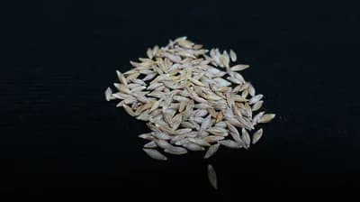 #9 Barley — Top 10 Fibermaxxing Foods for Gut Health in 2026 — High-Fiber Diet Guide