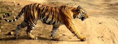 #6 Bandhavgarh National Park — Top 10 Wildlife Sanctuaries in India 2026