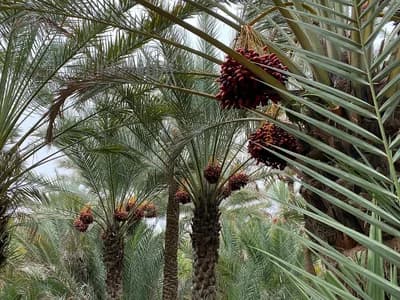#7 Al Ain Oasis — Top 10 Things to Do in Abu Dhabi