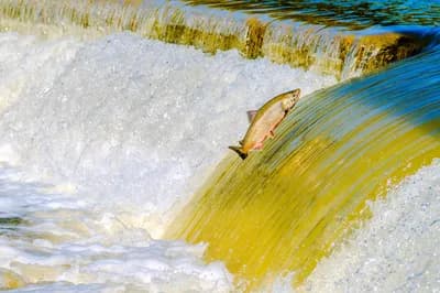 #1 Wild Salmon — The 10 Healthiest Foods of 2026, Ranked by the Science