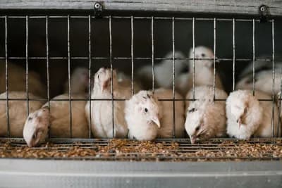 #2 Factory Farm Animal Conditions — Top 10 Worst Food Industry Practices of 2026