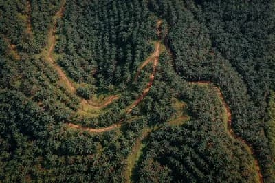 #9 Palm Oil Deforestation — Top 10 Worst Food Industry Practices of 2026