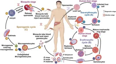 #5 Vaccine Equity and Global Access — Top 10 Most Debated Vaccine Topics in 2026