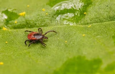 #4 Chronic Lyme Disease Treated with Long-Term Antibiotics — Top 10 Worst Health Influencer Advice of 2026
