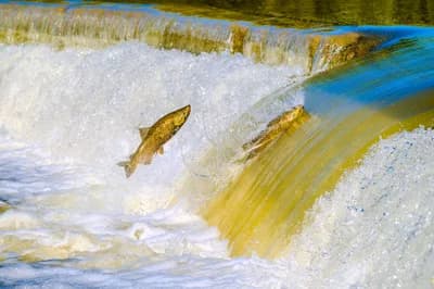 #2 Wild-Caught Salmon — Top 10 Best Protein Sources Ranked