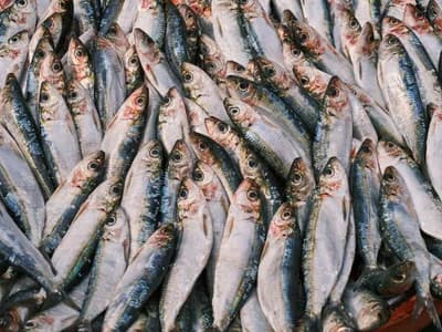 Sardines