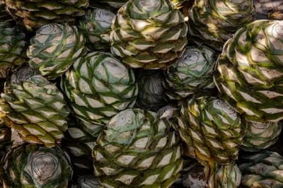 #4 Agave Nectar — Top 10 Worst Sugar Alternatives