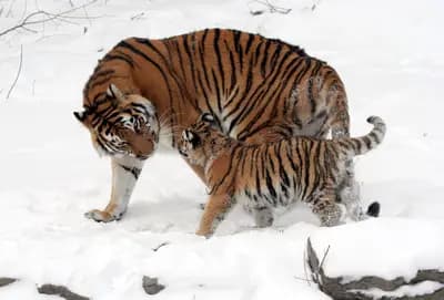 #1 Tiger Parenting — Top 10 Most Controversial Parenting Styles