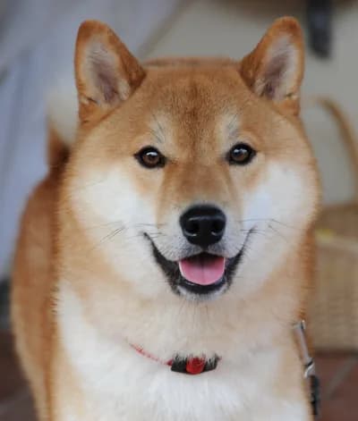 #9 Shiba Inu — Top 10 Most Controversial Crypto Projects