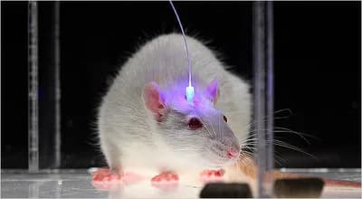#3 Optogenetics — Top 10 Best Neuroscience Breakthroughs
