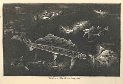 #7 Deep-Sea Bioluminescence — Top 10 Best Marine Biology Discoveries