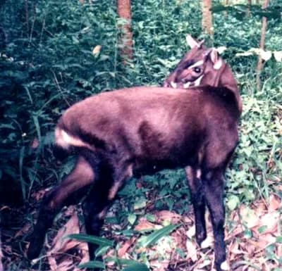 #7 Saola — Top 10 Most Endangered Species