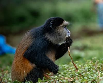 #9 Volcanoes National Park, Rwanda — Top 10 Best Wildlife Safari Destinations