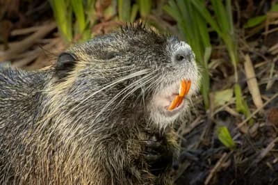 #6 Culling Invasive Species — Top 10 Most Controversial Conservation Policies