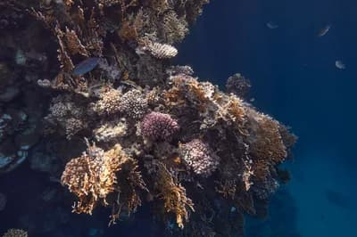 #4 Red Sea Coral Reef, Egypt — Top 10 Most Beautiful Coral Reefs