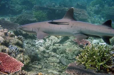 #5 Tubbataha Reefs Natural Park, Philippines — Top 10 Most Beautiful Coral Reefs