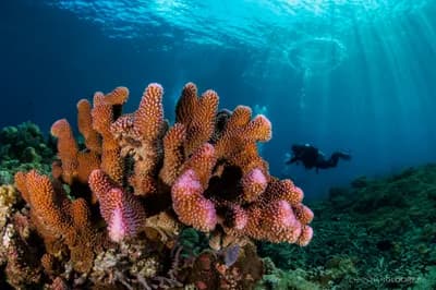#9 Wakatobi Reef, Indonesia — Top 10 Most Beautiful Coral Reefs