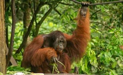 #9 Sepilok, Sabah, Malaysian Borneo — Top 10 Best Birdwatching Destinations