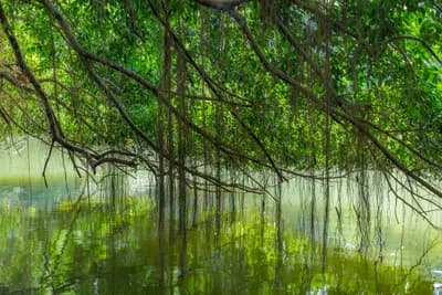 #2 Singapore Botanic Gardens, Singapore — Top 10 Best Botanical Gardens in the World