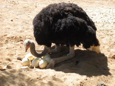 #1 Species Survival Breeding Programmes — Top 10 Most Debated: Are Zoos Ethical