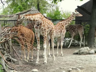 #5 Surplus Animal Management — Top 10 Most Debated: Are Zoos Ethical