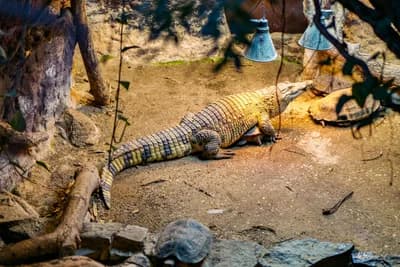 #6 Enclosure Size vs Natural Range — Top 10 Most Debated: Are Zoos Ethical