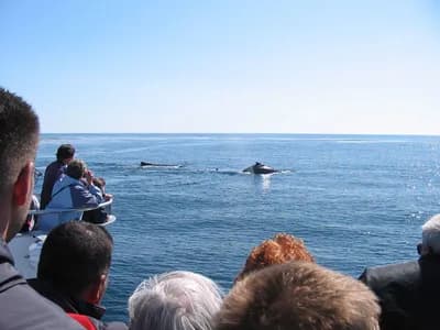 #3 Monterey Bay, California, United States — Top 10 Best Whale Watching Spots 2026