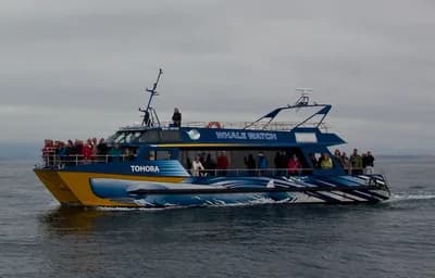 #5 Kaikoura, New Zealand — Top 10 Best Whale Watching Spots 2026