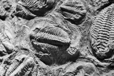 #3 Late Devonian Extinction (375-359 million years ago) — Top 10 Worst Extinction Events in History
