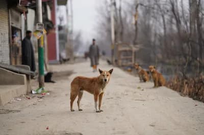 #8 Culling of Stray Animals in Developing Nations — Top 10 Most Controversial Animal Rights Issues