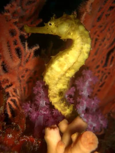 #8 Richelieu Rock, Thailand — Top 10 Best Diving Ecosystems