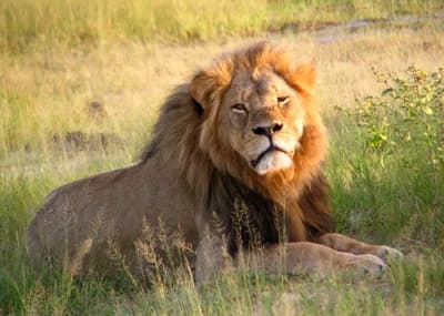 #2 Cecil the Lion and the Global Backlash — Top 10 Trophy Hunting Controversies and Debates