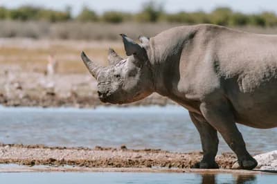 #3 Black Rhino Hunting Permits in Namibia — Top 10 Trophy Hunting Controversies and Debates