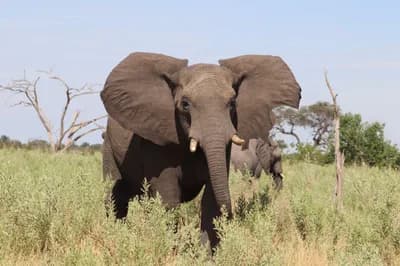 #4 Elephant Hunting Quotas in Botswana — Top 10 Trophy Hunting Controversies and Debates