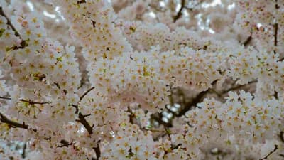 #6 Cherry Blossom Season (Washington, D.C.) — Top 10 Most Overrated Holiday Events
