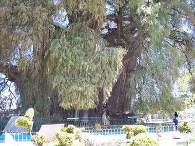 #7 Tule Tree — Top 10 Things to Do in Oaxaca 2026