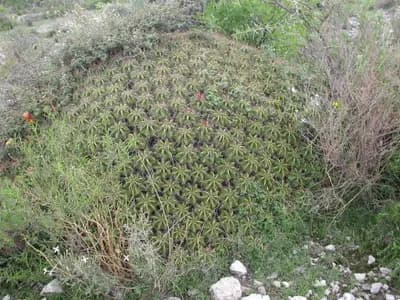 Reserva de la Biosfera Tehuacán-Cuicatlán