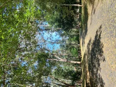 #8 Bosque Colomos — Top 10 Things to Do in Guadalajara 2026