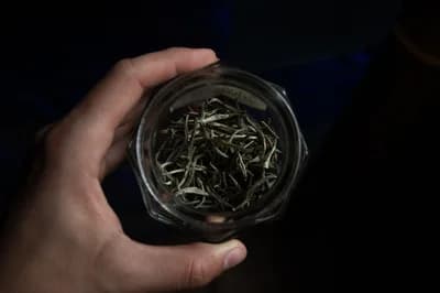 #4 Silver Needle (Baihaoyinzhen) — Top 10 Chinese Teas