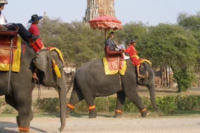 #1 Wild Elephants at Khao Yai — Top 10 Ethical Wildlife Encounters in Thailand (2026 Guide)