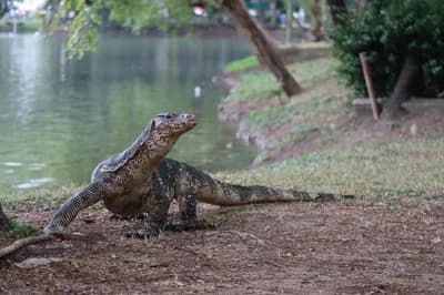 #10 Monitor Lizards at Lumphini Park — Top 10 Wildlife Encounters in Thailand in 2026